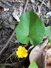 Convolvulaceae