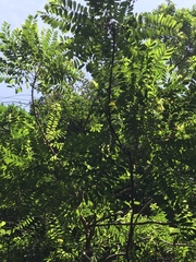 Paropsia vareciformis