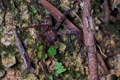 Heteropoda amphora