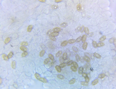 Psathyrella canadensis