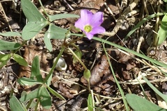 Oxalis drummondii