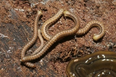 Glyphiulus granulatus