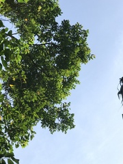 Paropsia vareciformis