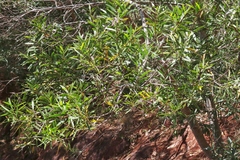 Acacia confusa
