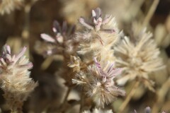 Ptilotus sessilifolius