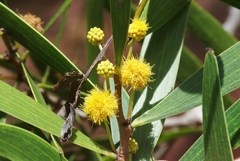 Acacia confusa