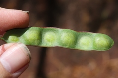 Acacia confusa