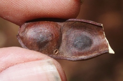 Acacia confusa