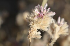 Ptilotus sessilifolius