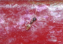 Tapinoma melanocephalum