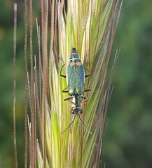 Clanoptilus assimilis