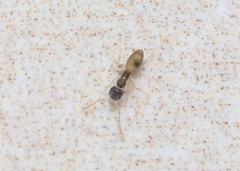 Tapinoma melanocephalum