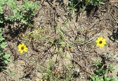Coreopsis