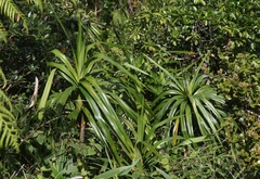 Freycinetia arborea