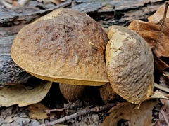 Leccinellum griseum