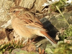 Emberiza cioides