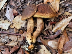Leccinellum griseum
