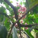 Syzygium moorei - Photo (c) Nigel Ward, μερικά δικαιώματα διατηρούνται (CC BY-NC-ND)