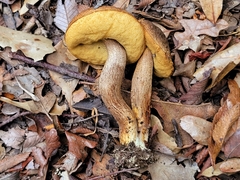 Leccinellum griseum
