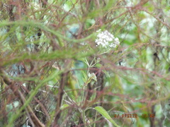 Eupatorium serotinum