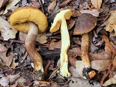 Leccinellum griseum