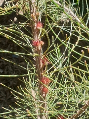 Allocasuarina