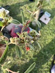 Crocanthemum glomeratum