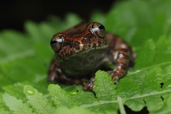 Ghatixalus variabilis