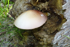 Volvariella bombycina
