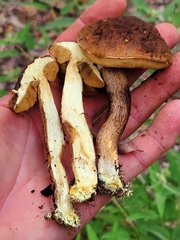 Leccinellum griseum