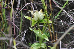 Gentiana alba