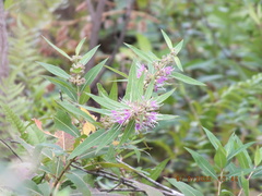 Decodon verticillatus