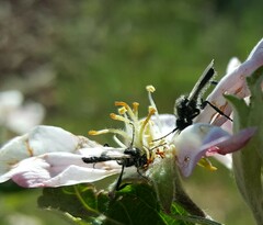 Bibio hortulanus