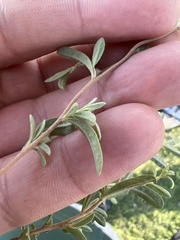 Crocanthemum glomeratum