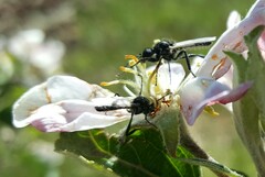 Bibio hortulanus