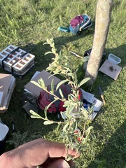 Crocanthemum glomeratum