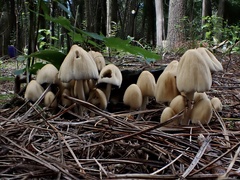 Coprinellus micaceus