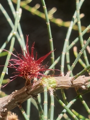 Allocasuarina