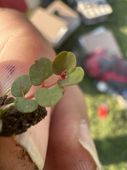 Euphorbia spellenbergiana