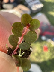 Euphorbia spellenbergiana