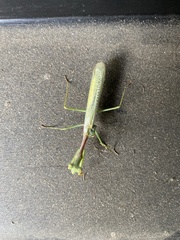 Miomantis caffra