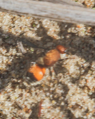 Dasymutilla bioculata