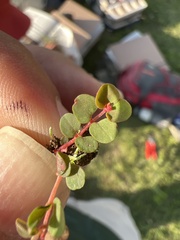 Euphorbia spellenbergiana