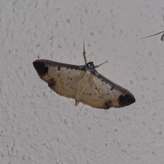 Eulepte concordalis