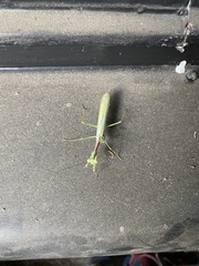 Miomantis caffra