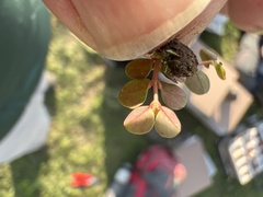 Euphorbia spellenbergiana