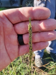 Tridens albescens
