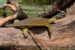 Apalone spinifera aspera