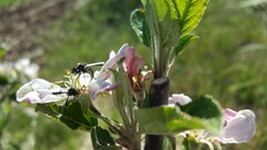 Bibio hortulanus