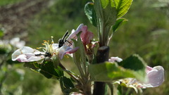 Bibio hortulanus
